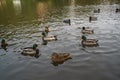 Bassin de la Muette - Elancourt Ã¢â¬â France - Ducks which swim in a lake close to a forest. The nature is beautiful. Royalty Free Stock Photo